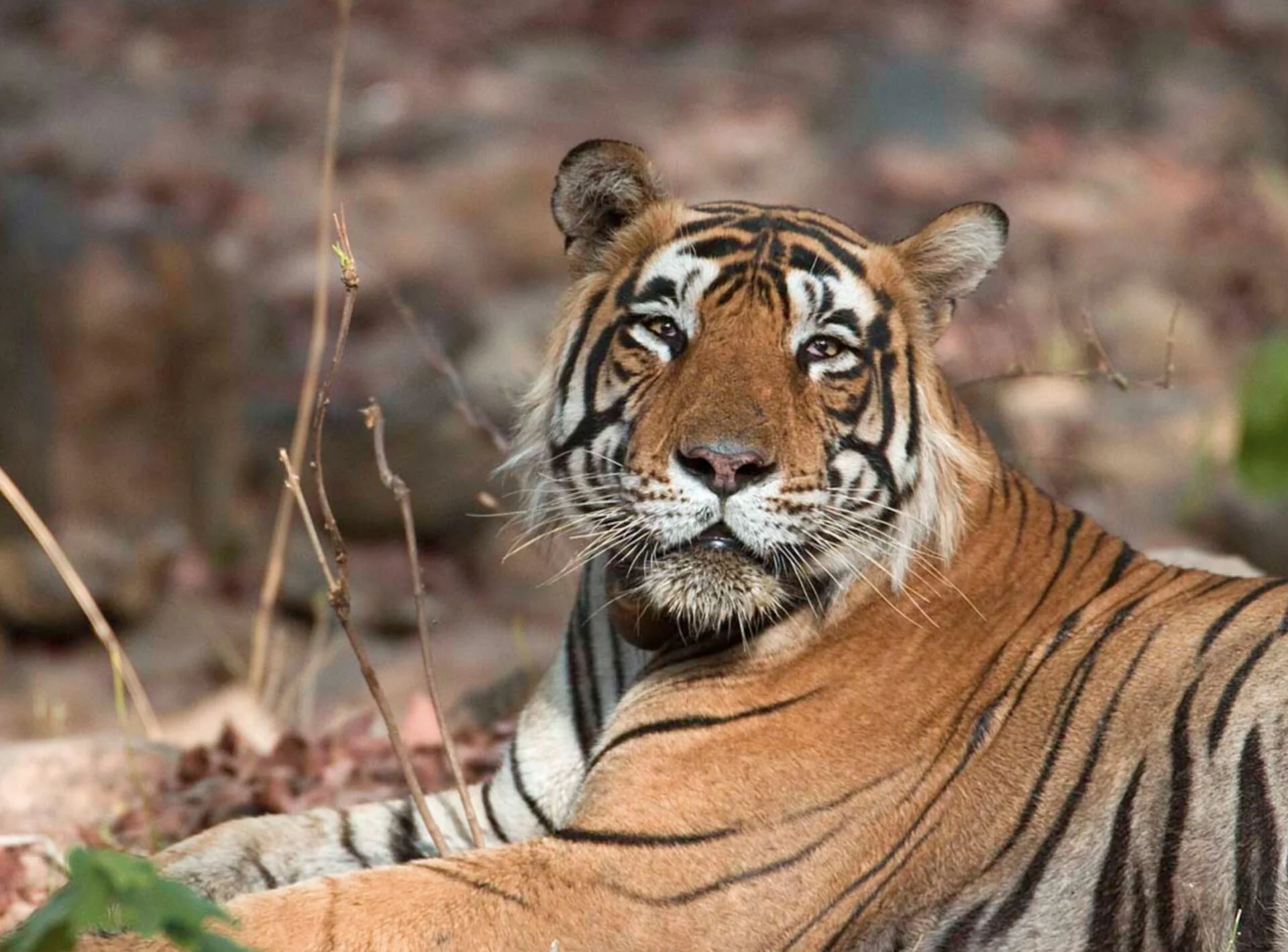 Tigers Raksha Bandhan
